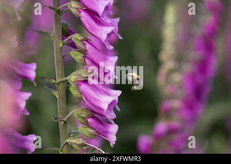 Abeille cardée commune (Bombus pascuorum) visitant un foxglove (Digitalis purpurea) sur des prairies calcaires, Devon, Angleterre, Royaume-Uni, juin. Banque D'Images