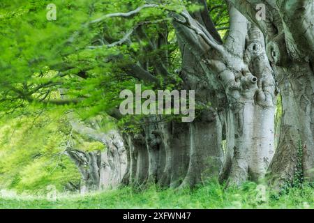 Beech (Fagus sylvatica) avenue, Kingston Lacy, Wimborne, Dorset, Angleterre, ROYAUME-UNI. Mai 2013. Banque D'Images