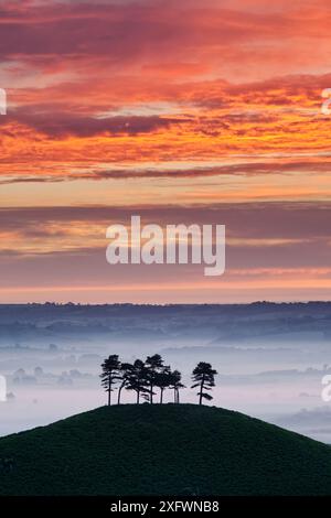 Lever du soleil sur Colmer's Hill, Bridport, Dorset, Angleterre, Royaume-Uni. Juin 2010. Banque D'Images