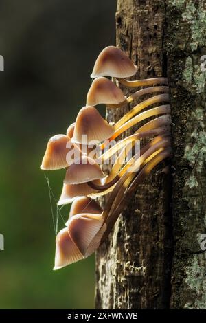 Bonnets de fées (Coprinus disséminatus), parc national de New Forest, Hampshire, Angleterre, Royaume-Uni. Octobre. Banque D'Images