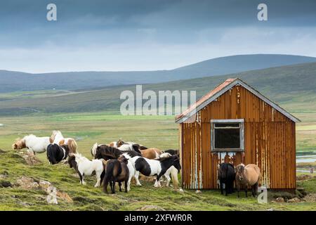 Troupeau de poneys Shetland (Equus ferus caballus) à côté de Shed, Baltasound, Unst, îles Shetland, Écosse, ROYAUME-UNI. Août 2014. Banque D'Images