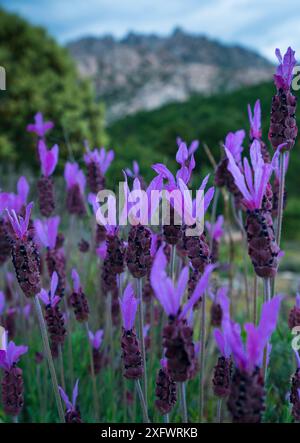 Lavande espagnole (Lavandula stoechas) avec El Yelmo et la Pedriza en arrière-plan. Sierra de Guadarrama, Madrid, Espagne. Mai 2017. Banque D'Images