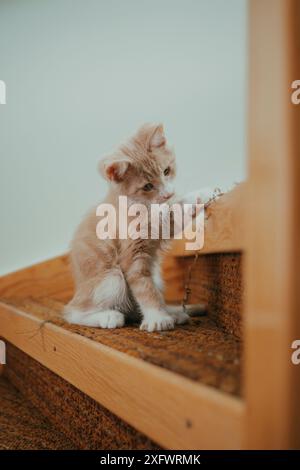 Chaton mignon sur escalier Banque D'Images