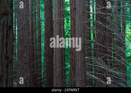 Troncs d'arbres de séquoia (Sequoia sempervirens), Monument naturel Sequoia Mont Cabezon, Cabezon de la Sal, Cantabrie, Espagne. Mai. Banque D'Images