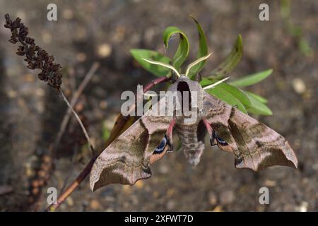 Faucon à yeux (Smerinthus ocellatus) sur feuille, Vendée, pays-de-la-Loire, France. Avril. Banque D'Images