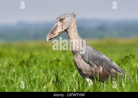 Shoebill stork (Balaeniceps rex) dans les marais de Mabamba, Lac Victoria, en Ouganda. Banque D'Images