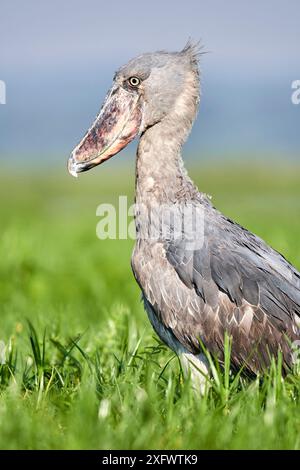 Shoebill stork (Balaeniceps rex) dans les marais de Mabamba, Lac Victoria, en Ouganda. Banque D'Images