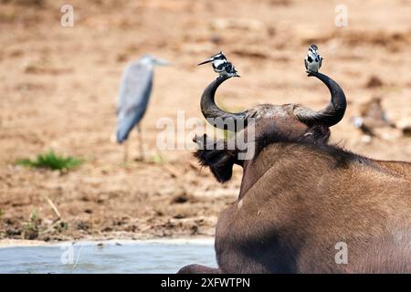 Deux Martin-pêcheur à pied (Ceryle rudis) perchés sur les cornes de Cape Buffalo. (Syncerus caffer) avec héron en arrière-plan. Parc national Queen Elizabeth, Ouganda. Banque D'Images