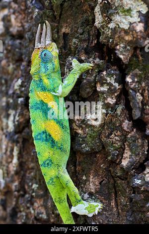 Le caméléon à trois cornes de Jackson (Trioceros jacksonii) grimpant sur un arbre. Forêt impénétrable de Bwindi, Ouganda. Banque D'Images