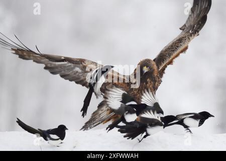 Mâle aigle doré (Aquila chrysaetos) en conflit avec le groupe Magpie (Pica pica), Kalvtrask, Vasterbotten, Suède. Décembre. Banque D'Images