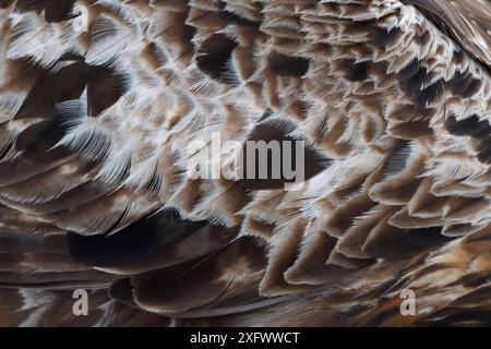 Aigle doré (Aquila chrysaetos) gros plan de plumes d'aile, Kalvtrask, Vasterbotten, Suède. Décembre. Banque D'Images