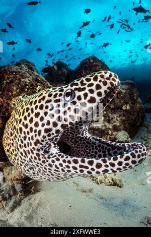 Moraie en nid d'abeilles (Gymnothorax favagineus) sur récif corallien avec une scolarisation de Triggerfish (Balistidae) au-dessus. Atoll de Malé Nord, Maldives. Océan Indien. Banque D'Images