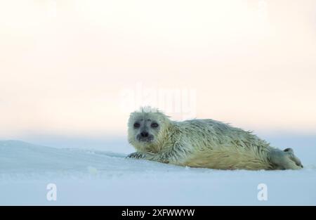 Phoque annelé et chiot (Phoca hispida) Svalbard, Norvège, avril Banque D'Images