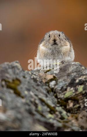 Repos de Pika (Ochotona princeps), parc national de Denali, Alaska, États-Unis, septembre Banque D'Images