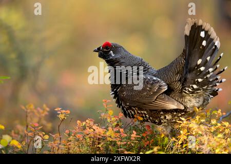 Tétras de l'épinette (Falcipennis canadensis) en forêt, parc national Denali, Alaska, États-Unis, septembre Banque D'Images