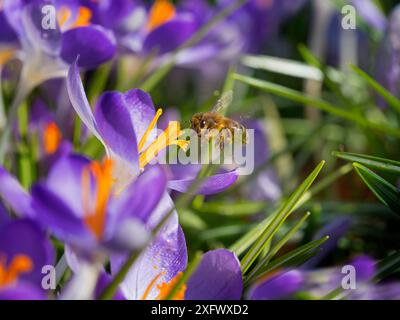 Ouvrier d'abeilles (Apis mellifera) se nourrissant de crocus dans le jardin, Norfolk, Angleterre, Royaume-Uni. Mars. Banque D'Images