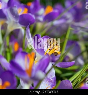 Ouvrier d'abeilles (Apis mellifera) se nourrissant de crocus dans le jardin, Norfolk, Angleterre, Royaume-Uni. Mars. Banque D'Images