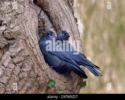 Les jackdaws (Corvus monedula) s'apparient au site de nidification au début du printemps, dans le Norfolk, en Angleterre, au Royaume-Uni. Mars. Banque D'Images