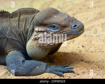 Rhinocéros iguane (Cyclura cornuta) captif, se trouve dans les Caraïbes. Banque D'Images