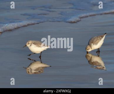 Sanderlings (Calidris alba) courant le long de la tideline Cromer, Norfolk, Angleterre, Royaume-Uni, novembre. Banque D'Images