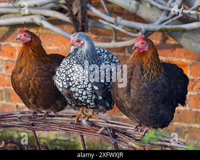 Poule domestique Wyandotte argentée, libre parcours dans le jardin avec des poules brunes hybrides Banque D'Images
