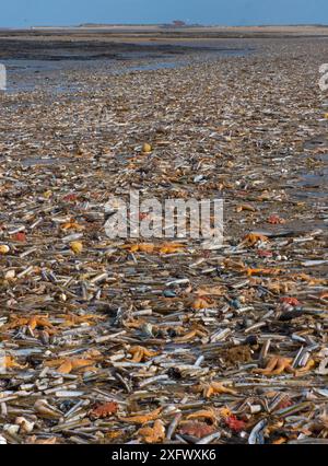 De grandes quantités de vie marine, y compris des étoiles de mer communes (Asterias rubens) avec des coquilles de rasoir (ENSIS) et des étoiles de soleil communes (Crossaster papposus) échouées sur la plage, Titchwell Beach, Norfolk, Angleterre, Royaume-Uni, mars Banque D'Images