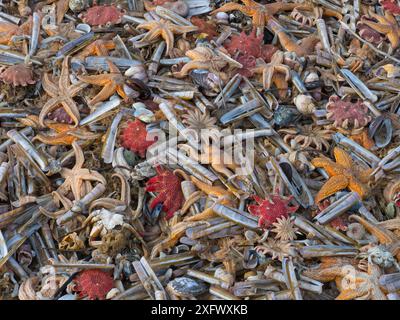 De grandes quantités de vie marine, y compris des étoiles de mer communes (Asterias rubens) avec des coquilles de rasoir (ENSIS) et des étoiles de soleil communes (Crossaster papposus) échouées sur la plage, Titchwell Beach, Norfolk, Angleterre, Royaume-Uni, mars Banque D'Images