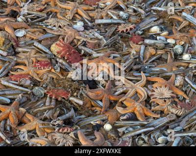 De grandes quantités de vie marine, y compris des étoiles de mer communes (Asterias rubens) avec des coquilles de rasoir (ENSIS) et des étoiles de soleil communes (Crossaster papposus) échouées sur la plage, Titchwell Beach, Norfolk, Angleterre, Royaume-Uni, mars Banque D'Images