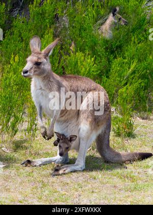 Femelle de kangourou gris de Tasmanie (Macropus giganteus tasmaniensis) avec joey en poche, Tasmanie, Australie. Banque D'Images