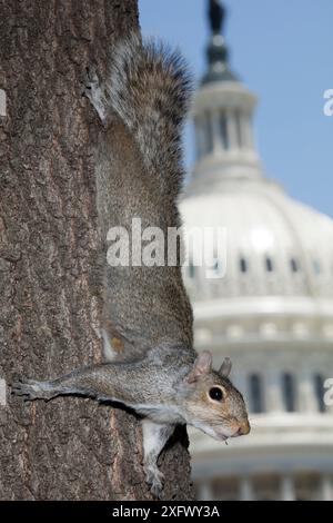 Écureuil gris de l'est (Sciurus carolineses) sur tronc d'arbre avec bâtiment du Capitole américain en arrière-plan, Washington DC, États-Unis. Juin 2017. Banque D'Images