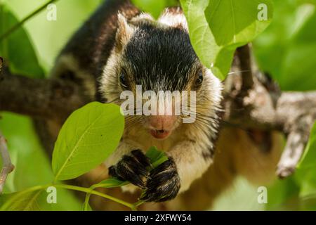 Portrait d'écureuil géant du Sri Lanka (Ratufa macroura), Karnataka, Ghâts occidentaux, Inde. Banque D'Images