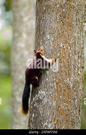 Écureuil géant indien (Ratufa indica) sur figue rideau (Ficus microcarpa) Tamil Nadu, Inde. Banque D'Images