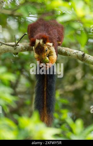 Écureuil géant indien (Ratufa indica) se nourrissant, Tamil Nadu, Inde. Banque D'Images