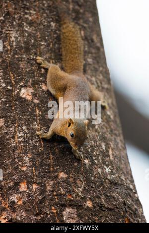 Écureuil d'Irrawaddy (Callosciurus pygerythrus) sur tronc d'arbre, parc national de Manas, Assam, Inde. Petit repro seulement Banque D'Images