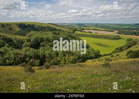 Réserve naturelle nationale d'Old Winchester Hill, parc national de South Downs, Hampshire, Angleterre, Royaume-Uni. Août 2017. Banque D'Images