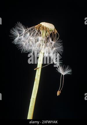 Graines de pissenlit (Taraxacum officinale) se répandant. Surrey, Angleterre, Royaume-Uni. Mai. Banque D'Images