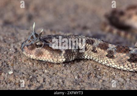 Faux cobra (Malpolon moilensis) Tunisie, Sahara, Banque D'Images