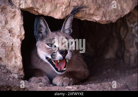 Caracal (Felis caracal) mâle adulte dans son antre, montagnes aériennes, Sahara, Niger. Banque D'Images