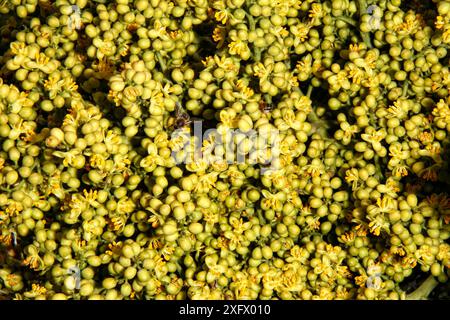 Fleurs de palmier Buccaneer (Pseudophoenix sargentii), Hispaniola. Banque D'Images