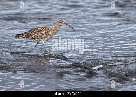 Whimbrel (Numenius phaeopus), Fuerteventura, Îles Canaries, Espagne. Février. Banque D'Images