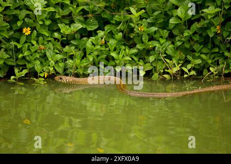 Serpent de rat oriental (Ptyas mucosa) dans l'eau, Sri Lanka. Banque D'Images