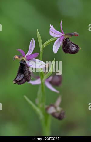 Orchidée d'abeille de Bertoloni (Ophrys bertolonii), Sicile, Italie. Avril. Image empilée focale. Banque D'Images