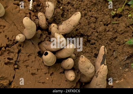 Champignon du doigt d'homme mort (Xylaria polymorpha), Sri Lanka. Banque D'Images