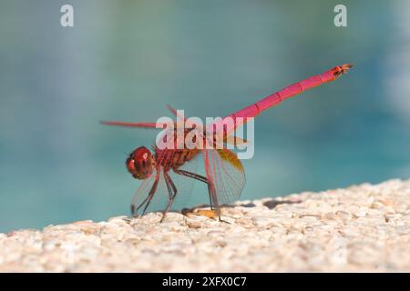 Planeur de marais cramoisi (Trithemis aurora), Phuket, Thaïlande. Banque D'Images