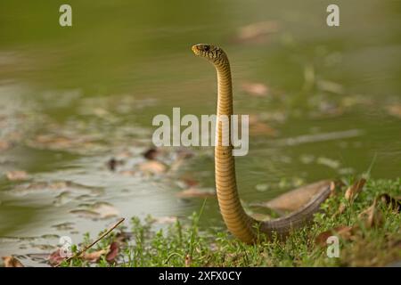 Serpent rat oriental (Ptyas mucosa), prêt à frapper, Sri Lanka. Banque D'Images