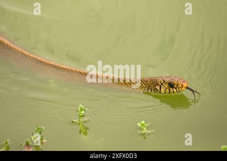 Serpent de rat oriental (Ptyas mucosa) natation, Sri Lanka. Banque D'Images