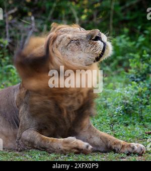 Lion (Panthera leo), crinière secouant mâle. Parc national de Mana Pools, Zimbabwe. Banque D'Images