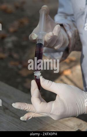 Scientifique analysant les analyses de sang de sanglier (sus scrofa) lors de recherches sur la douve commune (Fasciola hepatica) Camargue, France. Octobre. Banque D'Images