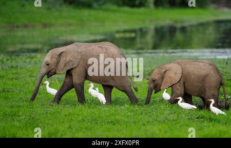 Éléphant (Loxodonta africana), deux marchant dans les prairies avec des aigrettes de bétail (Bubulcus ibis). Parc national de Mana Pools, Zimbabwe. Banque D'Images