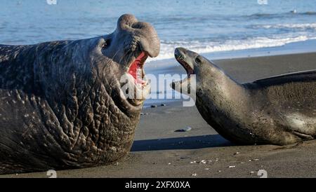 Léopard de mer (Hydrurga leptonyx) et éléphant de mer du Sud (Mirounga leonina) mâles, se menaçant mutuellement. St Andrews Bay, Géorgie du Sud. Octobre. Banque D'Images